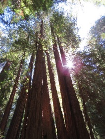 big redwood trees