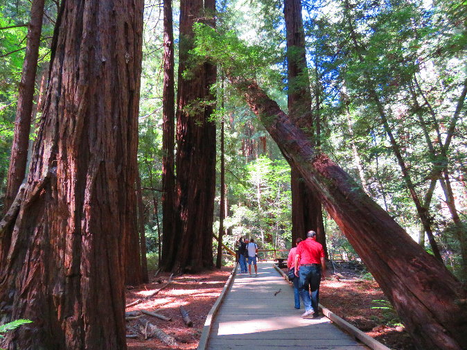 muir woods big redwood trees